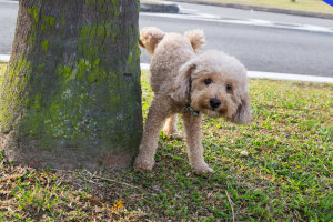 Illustration : "Les infections urinaires chez le chien"