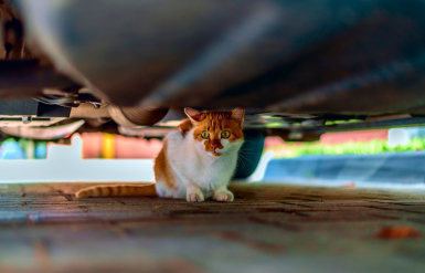 Illustration : Les principales maladies chez le chat