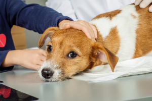 Illustration : "Les diarrhées chroniques chez le chien"