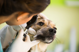 Illustration : "Traiter une blessure à l’œil chez son chien"