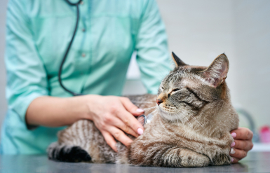 Illustration : Donner de l’eau du robinet à son chat