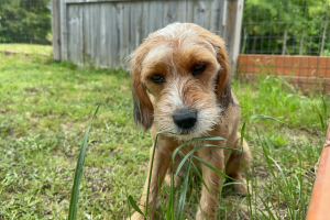 Illustration : "Réagir face à un empoisonnement aux pesticides chez un chien"