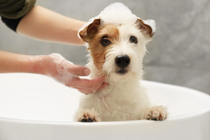 Illustration : "Donner un bain antiparasitaire à son chien"
