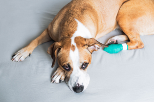 Illustration : "Réagir en cas de coupure profonde à la patte chez son chien"