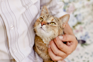 Illustration : "Sociabiliser un chat peureux"