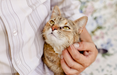 Illustration : Les principales maladies chez le chat