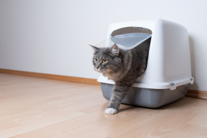 Illustration : "Prévenir les infections urinaires répétées chez le chat"