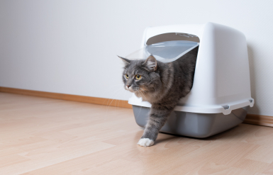 Illustration : Prévenir les infections urinaires répétées chez le chat