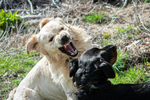 Illustration : "Gérer l’agressivité de son chien envers les autres chiens"