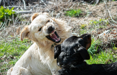 Illustration : Les troubles hormonaux chez le chien