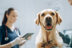 Illustration : "Le bilan de santé annuel de son chien chez le vétérinaire"