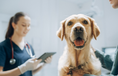 Illustration : Les troubles hormonaux chez le chien