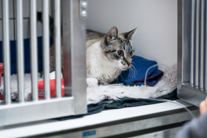 Illustration : "Préparer son chat à une hospitalisation"