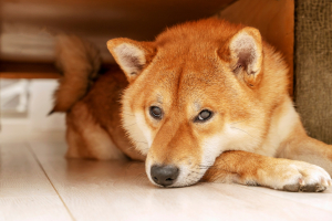 Illustration : "Les troubles neurologiques chez le chien"