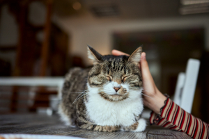 Illustration : "L’importance de la pesée régulière chez le chat âgé"