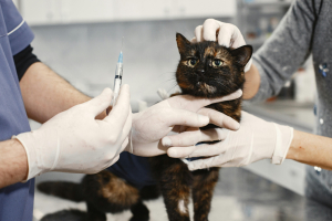 Illustration : "Les soins à prévoir après une anesthésie chez le chat"