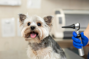 Illustration : "Adapter l’environnement de son chien sourd"