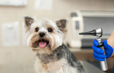 Illustration : Identifier les produits toxiques pour son chien