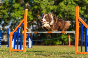 Illustration : "Les troubles musculosquelettiques chez le chien sportif"
