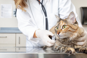 Illustration : "Le syndrome urologique félin chez le chat"