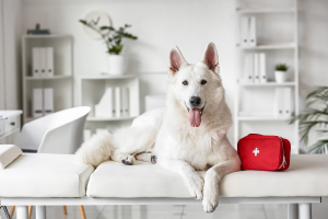 Illustration : "La trousse de premiers secours pour son chien"
