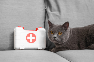 Illustration : "La trousse de premiers secours pour son chat"