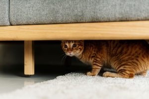 Illustration : "Différencier une crise de panique d’un trouble anxieux chez son chat"