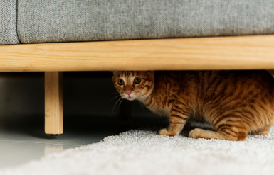 Illustration : Traiter les nœuds et les bourres de poils d’un chat à poil long