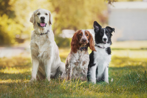 Illustration : "Choisir la race de son chien selon son mode de vie "