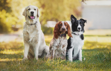 Illustration : Choisir la race de son chien selon son mode de vie 