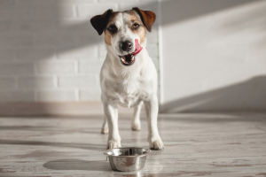 Illustration : "Entretenir les gamelles de son chien pour prévenir les bactéries"