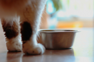Illustration : "Entretenir les gamelles de son chat pour prévenir les bactéries"