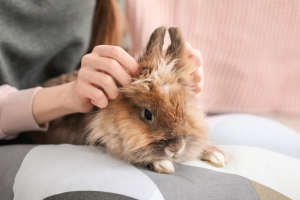 Illustration : "Détecter et gérer l’ennui chez son lapin"