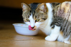 Illustration : "Le rôle de la taurine dans l’alimentation du chat"