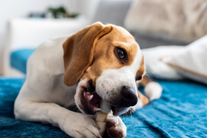 Illustration : "Peut-on donner un os à son chien ?"