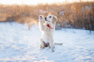 Illustration : "Prendre soin des coussinets de son chien en hiver"
