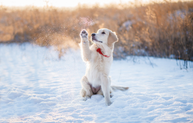 Illustration : Pourquoi assurer son chien dès l’adoption