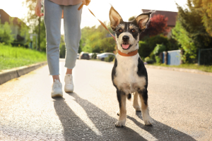 Illustration : "La routine chez le chien"