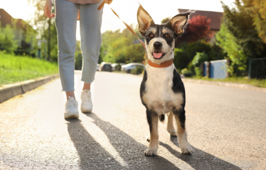 Illustration : Les hot spots chez le chien