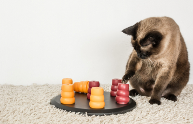 Illustration : Les problèmes d'oreilles chez le chat