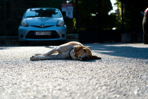 Illustration : "Transporter un chien blessé sans aggraver son état"