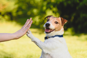 Illustration : "Se faire accompagner après l’adoption de son chien"