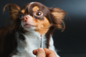 Illustration : "Traiter une piqure de tique chez le chien"