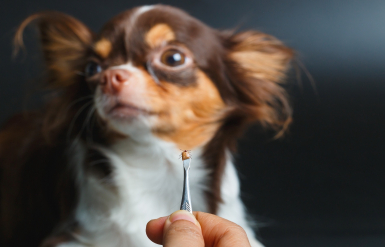 Illustration : La perte de poils chez le chien