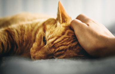 Illustration : Éviter les aliments dangereux pour son chat
