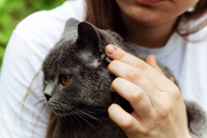 Illustration : "Traiter une piqure de tique chez le chat"