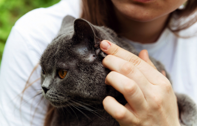 Illustration : Prévenir les boules de poils chez le chat