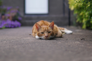 Illustration : "Transporter un chat blessé sans aggraver son état"