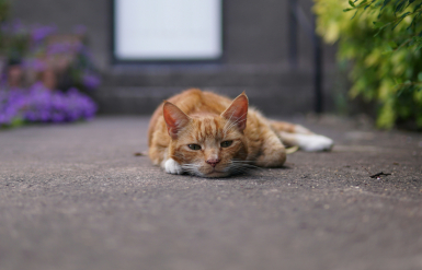 Illustration : Le prix d’un détartrage pour un chat et son remboursement par l’assurance 