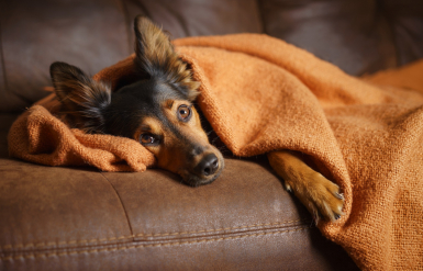 Illustration : La réanimation cardio-pulmonaire chez son chien  
